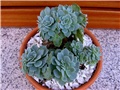 Echeveria pumila